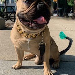 French Bulldogs from Nino's Pups