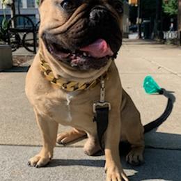 French Bulldogs from Nino's Pups