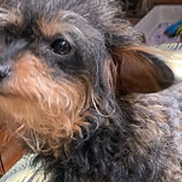 Chihuahuas and Yorkipoos from Charming Chihuahuas of Florida
