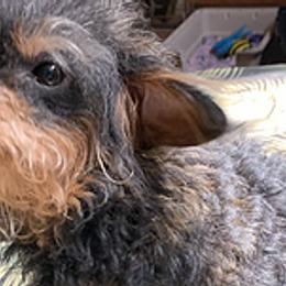 Chihuahuas and Yorkipoos from Charming Chihuahuas of Florida