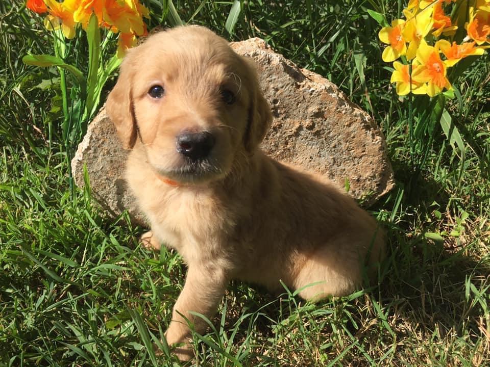 Connie’s Goldendoodles in Missouri Goldendoodle puppies Good Dog