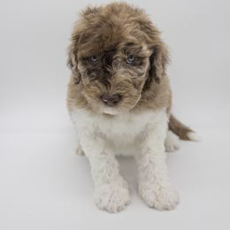 Assorted Doodle Crosses, Bernedoodle, Double Doodle, Goldendoodle, Labradoodle, and Whoodle Puppies from Our Little Farm Life Doodles