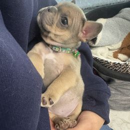 French Bulldog Puppies from KM French Bulldogs