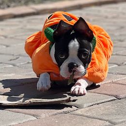 Boston Terrier Puppies from Bethelbreeders