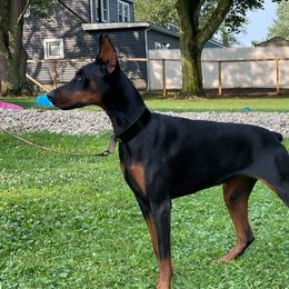 Juno - Doberman Pinscher
