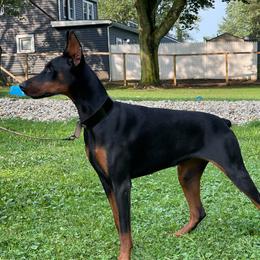 Juno - Doberman Pinscher