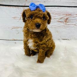 Cinnamon. AKC - Red  female Poodle puppy in Nixa, Missouri from Family Poodles
