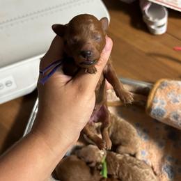 Starlight - Red  female Poodle puppy in Picayune, Mississippi from JEN's Poodles