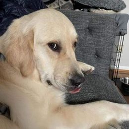 Golden Retriever All Grown Up from Tamarind Goldens