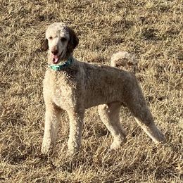 Jack - Goldendoodle
