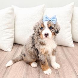 Female 0769 - Blue merle female Bernedoodle puppy in Ormond Beach, Florida from Florida Coast Doodles