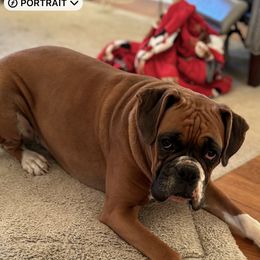 Boxers from Shanna Ward