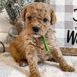 Maltipoo and Poodle Puppies from Toy Poodle & Maltipoo Maui