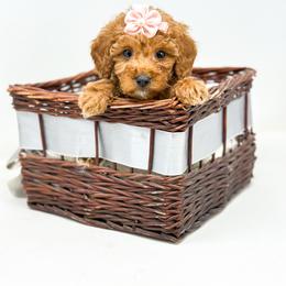STAR - Red  female Goldendoodle puppy in Davison, Michigan from Dreaming Doodles