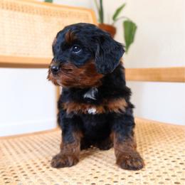 Dipper - Black phantom male Aussiedoodle puppy in Saratoga Springs, Utah from Sage & Paws Puppy co.