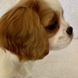 Cavalier King Charles Spaniels and Poodles from Central Coast Standard Poodles & Cavaliers