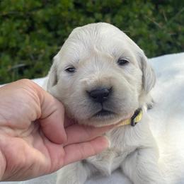 Yellow Collar Girl - Light golden female Golden Retriever puppy in Utah from Deseret Peak Goldens