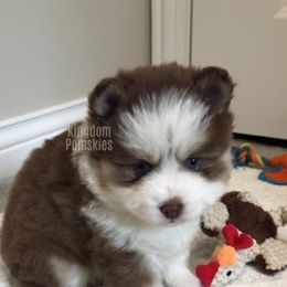 Pomsky Puppies from Kingdom Pomskies