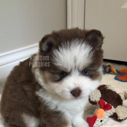 Pomsky Puppies from Kingdom Pomskies