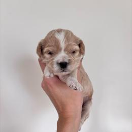 Pumpkin - female Cavapoochon puppy in Morris, Pennsylvania from Heartland Puppies