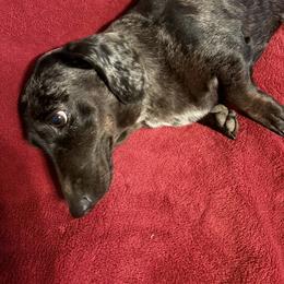 Cookie - Dachshund