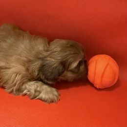 Murphy - Red male Shih Tzu puppy in Covington, Georgia from Top Hats 2  Shih Tzu’s