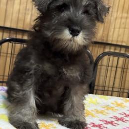 Puppy Girl - Salt and pepper male Miniature Schnauzer puppy in Pottstown, Pennsylvania from Bandwagon Miniature Schnauzers
