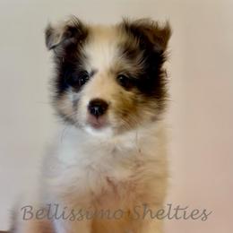 Lucy - Blue merle white and tan female Shetland Sheepdog puppy in Idaho from Bellissimo Shelties