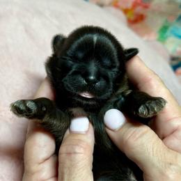 Girl 3 - Black female Shih Tzu puppy in Sherman, Texas from Shannon’s Sugar Sweet Shih Tzu’s