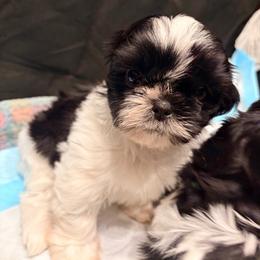 Sophie - Black and white female Shih Tzu puppy in Hemet, California from Aloha Shih Tzu