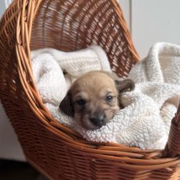 Theodore - Cream male Dachshund puppy in Pontotoc, Mississippi from Toddy Kennels