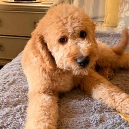 The Hard Work Is Done - Apricot male Goldendoodle puppy in Lancaster, California from Kid's Best Doodle