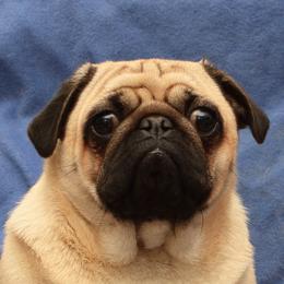 Kady - Pug