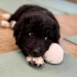 Valkyrie - female Australian Mountain Doodle puppy in Williamston, South Carolina from Sassy Bob’s Dogs