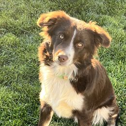 Harper - Miniature Australian Shepherd