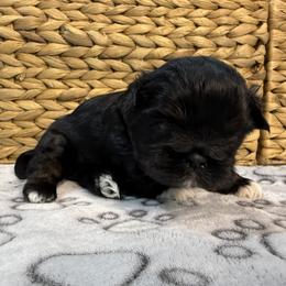 Blossom - Black and white female Shih Tzu puppy in Montgomery, Texas from Furbourne Farms