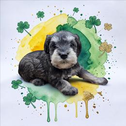 Salt-Pepper female - Salt and pepper female Miniature Schnauzer puppy in Houston, Texas from Haughton Farm