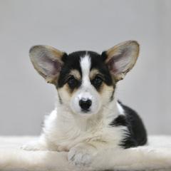 Sarene - Black and tan female Pembroke Welsh Corgi puppy in Fond Du Lac, Wisconsin from Cosmere Corgis