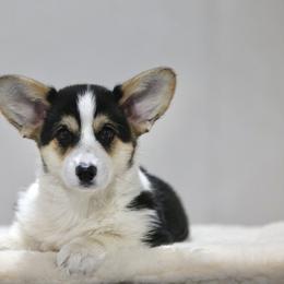 Sarene - Black and tan female Pembroke Welsh Corgi puppy in Fond Du Lac, Wisconsin from Cosmere Corgis