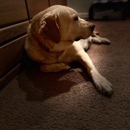 Brooklyn - Labrador Retriever