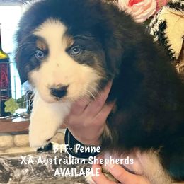 Penne - Australian Shepherd puppy from XA AUSTRALIAN SHEPHERDS