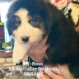 Penne - Australian Shepherd puppy from XA AUSTRALIAN SHEPHERDS