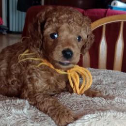 Desmond Majestic Embrace - Apricot male Poodle puppy in Licking, Missouri from Majestic Embrace Poodles
