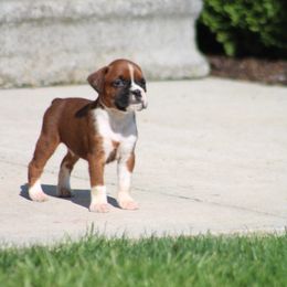 Dixy - Fawn Boxer puppy in Pennsylvania from Anthony's Boxers