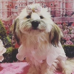 Dachshunds, Dalmatians, Havanese, Maltese, Pomeranians, and Poodles from Destination Dalmatian