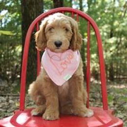 Goldendoodle Puppies from Kzoo Goldendoodles