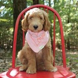Goldendoodle Puppies from Kzoo Goldendoodles