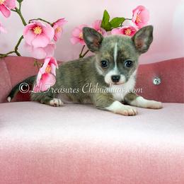 Mr. Moonlight - Blue brindled fawn male Chihuahua puppy in Anderson, South Carolina from Lil Treasures Chihuahuas