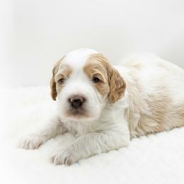 Hawk - Red male Cavapoo puppy in Columbus, Montana from Comfort Doodle