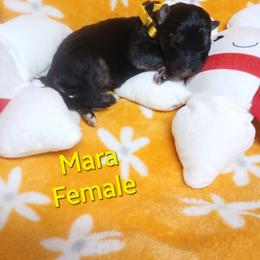 Mara Yellow Collar - Black and red female German Shepherd puppy in Bedias, Texas from TiPi S Ranch's German Shepherds